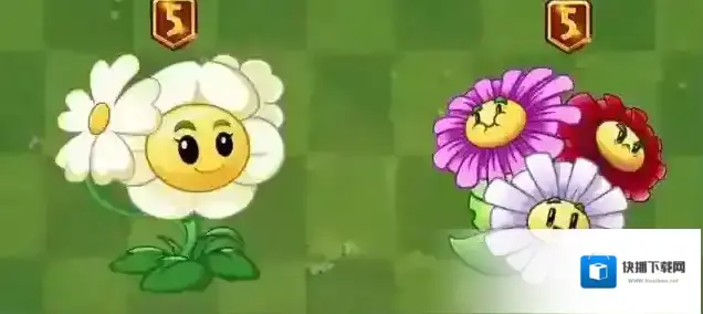 眩晕雏菊雏菊