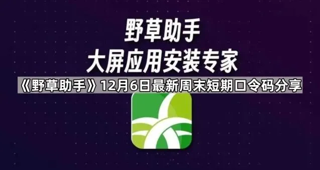 《TA》：最新周末短期口令码分享技巧