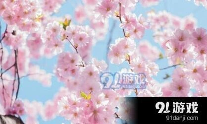 阴阳师樱花妖信物线索图使用技巧 樱花妖线索图分享