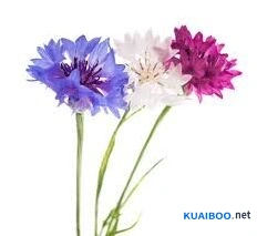 我的花园紫矢车菊养护全教程