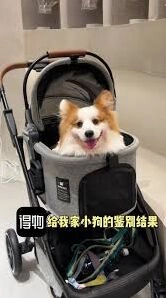 得物宠物鉴别技巧详解