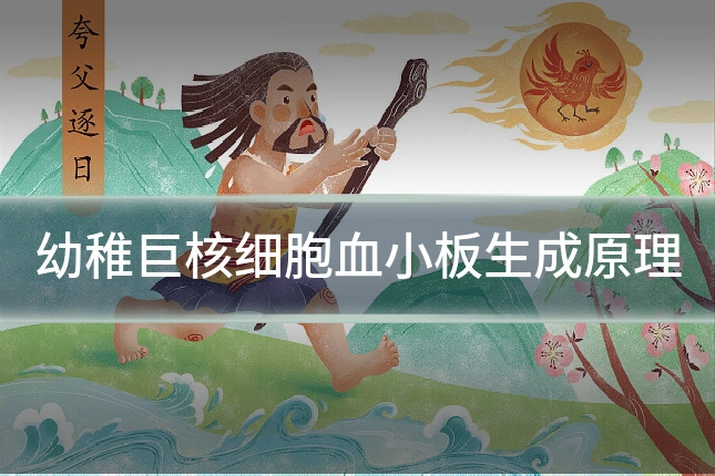 幼稚巨核细胞血小板生成原理