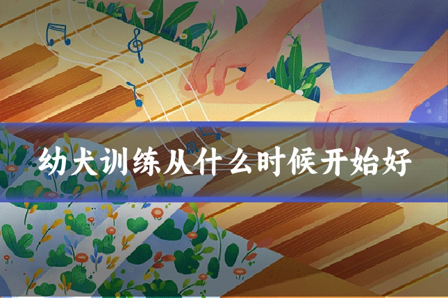幼犬训练从什么时候开始好