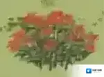 江南百景图采集