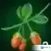 剑网3：指尖江湖马草